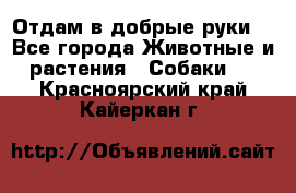 Отдам в добрые руки  - Все города Животные и растения » Собаки   . Красноярский край,Кайеркан г.